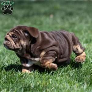Chanel Cocoa, English Bulldog Puppy